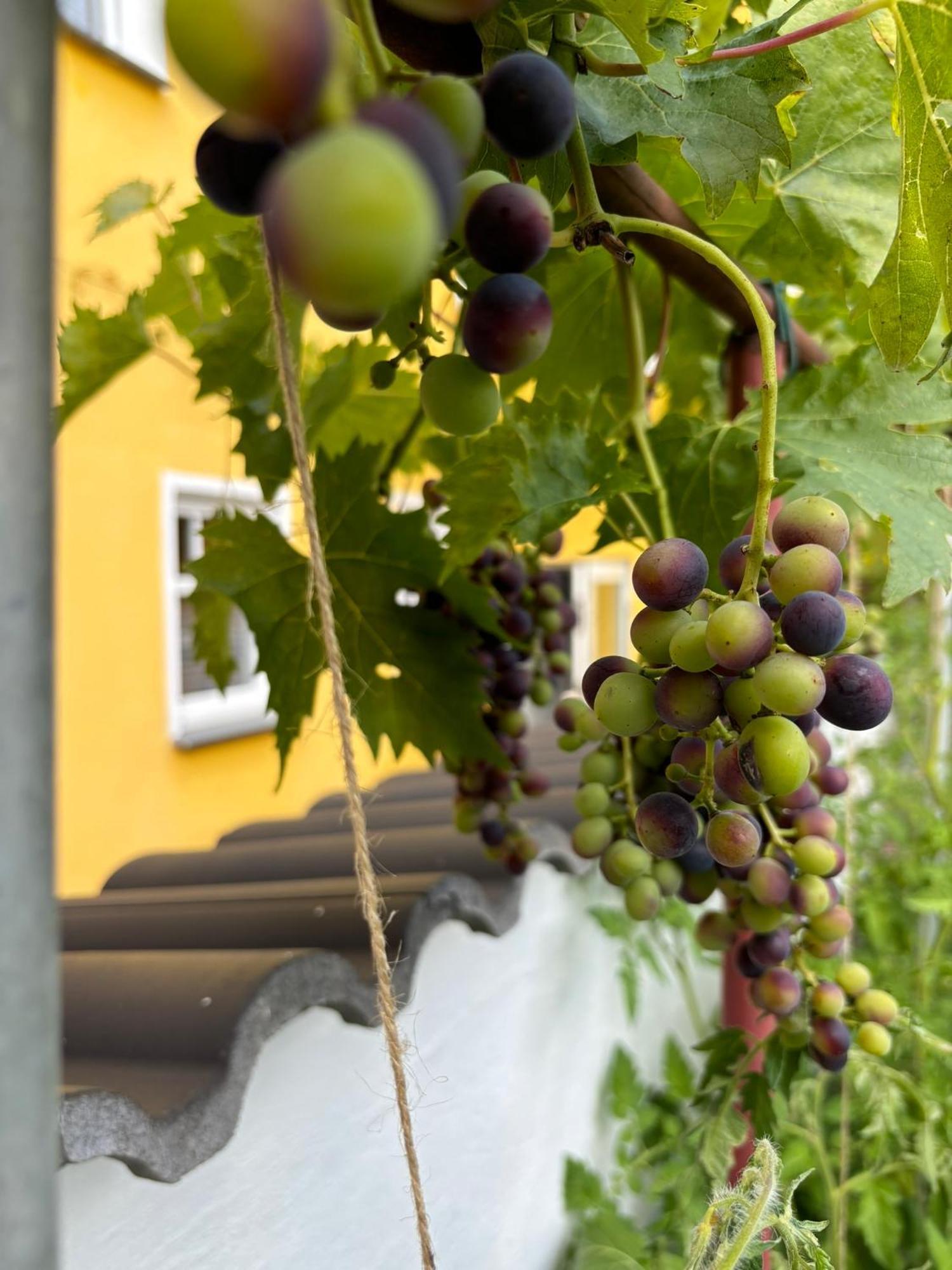 Haus Rheinleben Apartman Boppard Kültér fotó